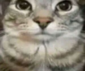 Hubert