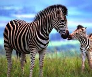 zebragirl