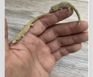 Rex