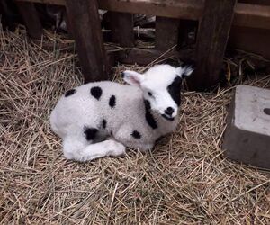 maggotlamb