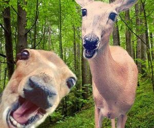 opiekj