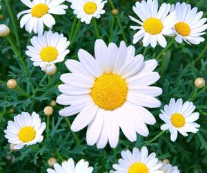 Rosyposy