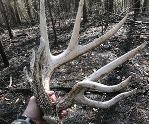 Deerhunter35
