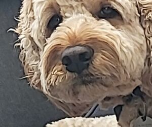 Dylan