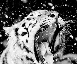 LionsRoar