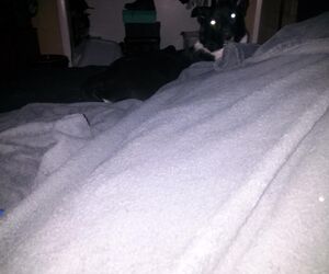 ShrimpBang