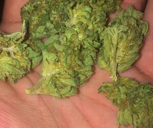 420erryday