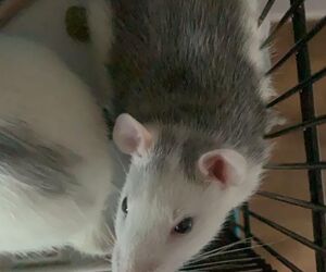 Jak