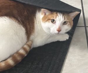 Bella