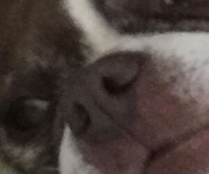 Tux