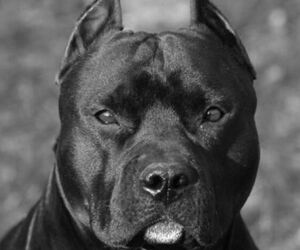 Kingtitus