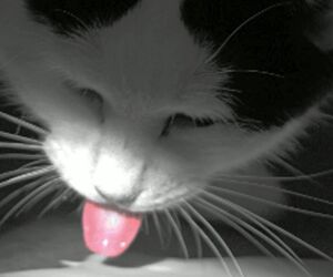 Sweetlove