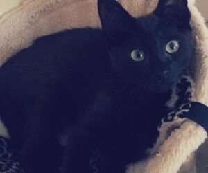 KittyCola