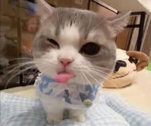 The_Cat_Meow_