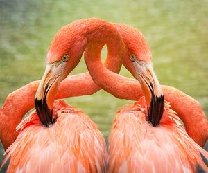 horunge