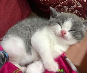 Kitty-934