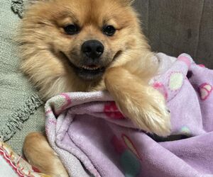 Hazel