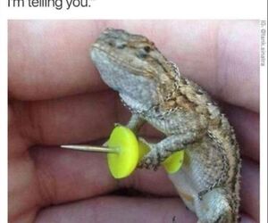 Carlos