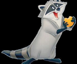 Racoone