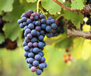 Grapevine