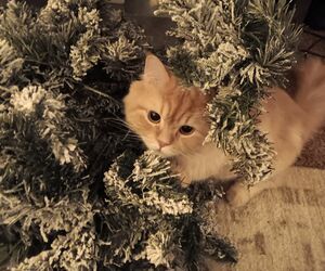 Willow