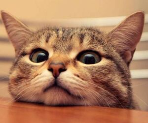 CuteKitten2748