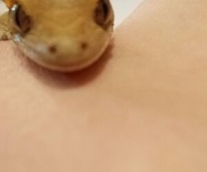 Bubu