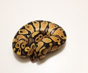 hi