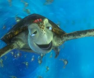 real_turtle02