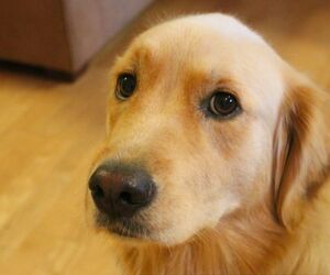 Doglover123