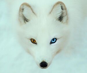Peteyfox