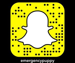 Emergencypuppy