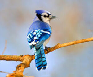 blue jay