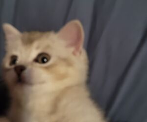 Kevin
