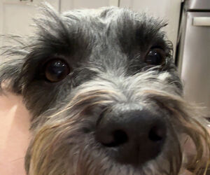 Profile Salv