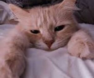 Meredith