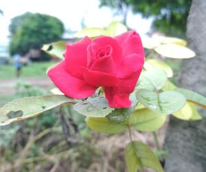 Anu