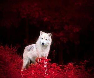 Wolfie16