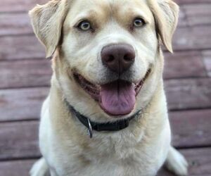 Doggolover