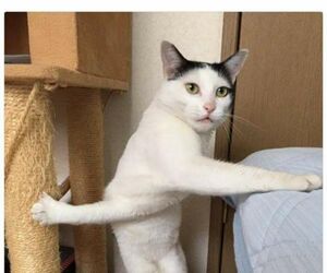 Newpetlover