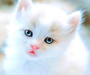 abrar