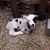 maggotlamb