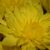 floral_photog_