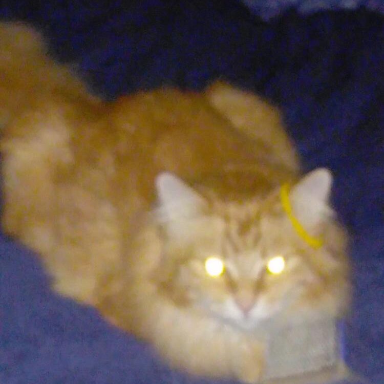 Foto de perfil de Sam