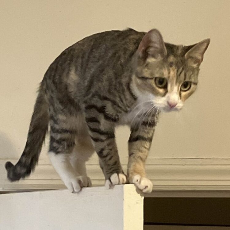 Foto de perfil de Jahmil