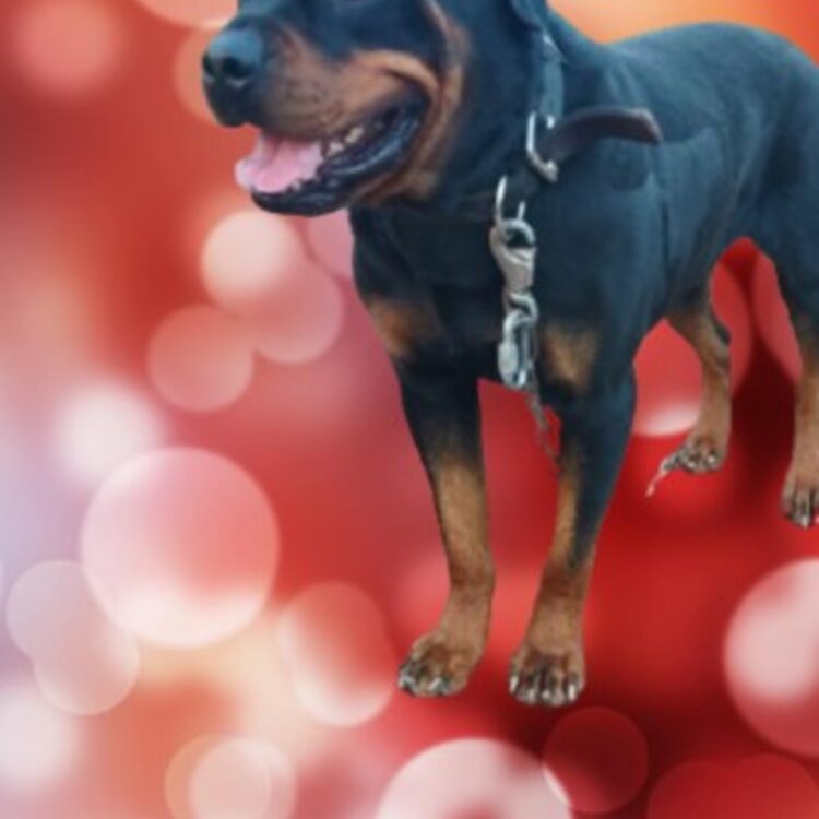 Foto de perfil de Reiko