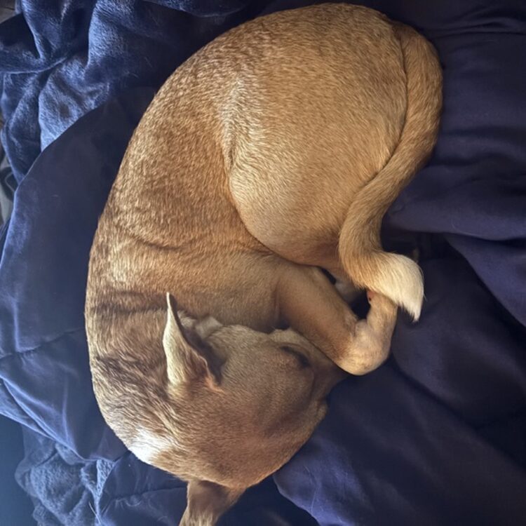 Foto de perfil de Cole