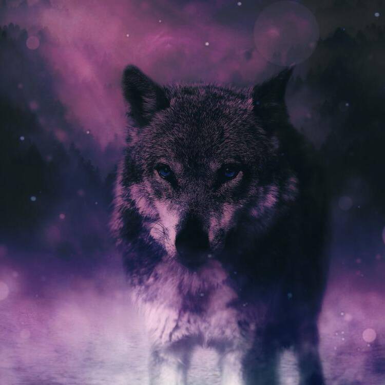 StarkWolf