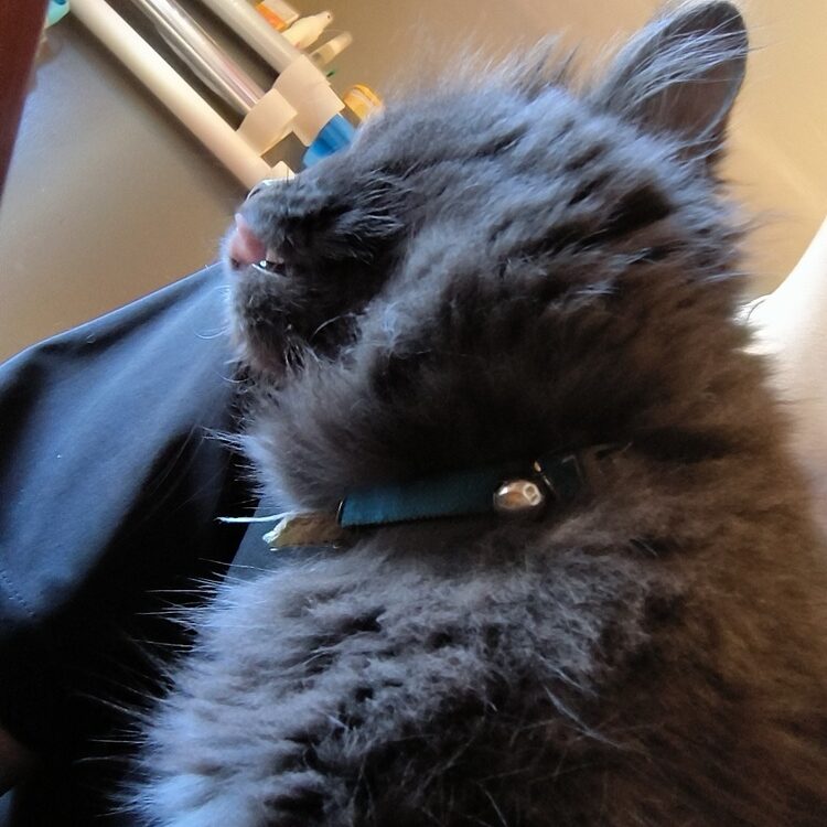 Foto de perfil de Roko