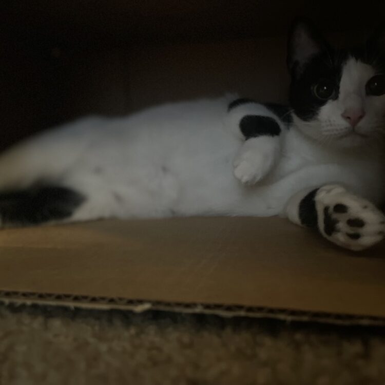 Foto de perfil de Dino